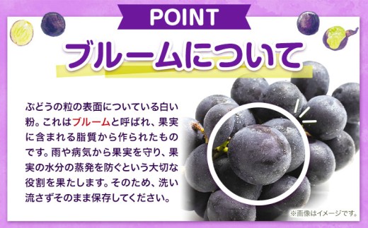 【先行予約】 岡山県産 ニューピオーネ詰合せ 選べる 計 1.2kg 株式会社はちや《8月下旬‐9月下旬頃出荷》岡山県 浅口市 ぶどう 葡萄 フルーツ ギフト 果物 デザート 国産 送料無料【配送不可地域あり】---124_c2093_8c9c_25_20000_600g2---
