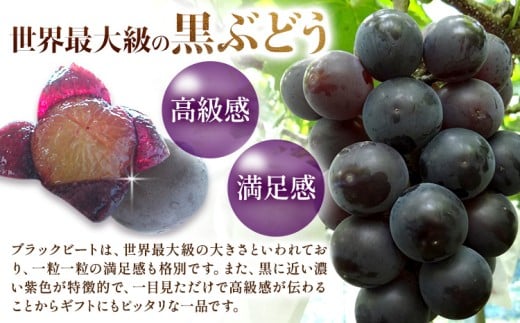 【先行予約】岡山県産 ぶどう ブラックビート 700g 1房 株式会社 はちや《8月上旬-9月上旬頃出荷》岡山 国産 葡萄 フルーツ 果物 岡山県 浅口市 フルーツ 果物【配送不可地域あり】---124_c2103_8a9a_25_14500_700g---