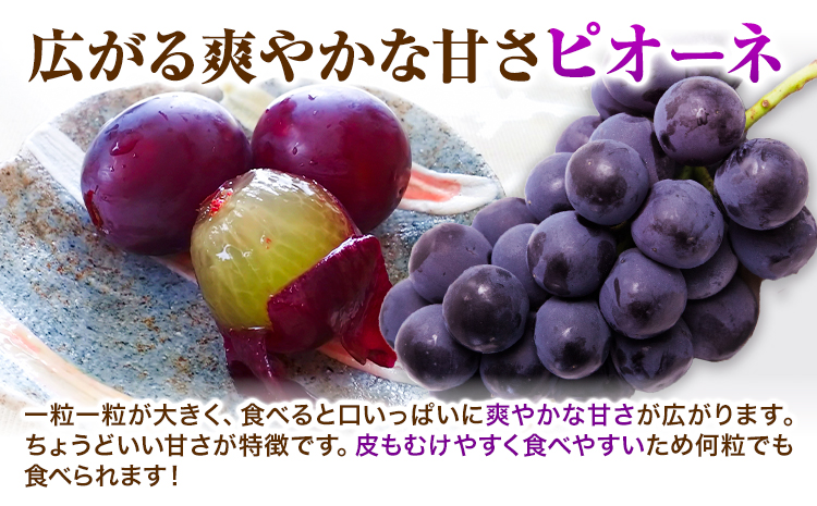 【2026年先行予約】 ぶどう 2kg ピオーネ オーロラブラック 岡山県産《2026年9月上旬-9月中旬頃出荷》ひらた農園  岡山県 浅口市 ぶどう 果物 ギフト---124_2002_9a9b_25_14500_2kg---st-p