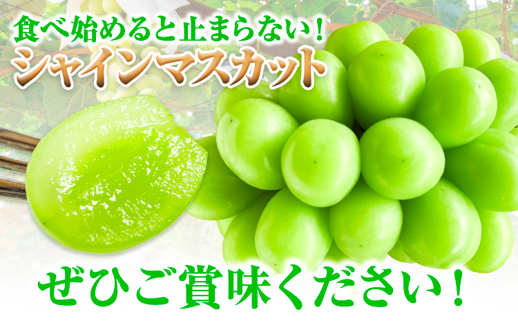 【2026年先行予約】シャインマスカット 岡山県産 2房 (1房 700g)《2026年9月上旬-9月中旬頃出荷》ひらた農園  岡山県 浅口市 ぶどう 果物 ギフト---124_2003_9a9b_25_20000_2p---st-p