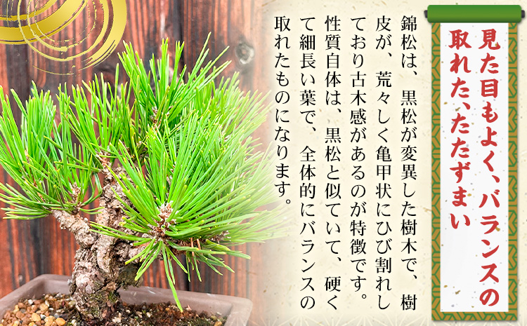盆栽 錦松 1鉢 盆栽 古城愛朋園《90日以内に出荷予定(土日祝除く)》岡山県 浅口市 送料無料 盆栽---124_332_90d_23_17000_17---