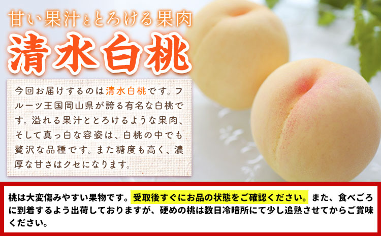 【2026年先行予約】桃 もも 清水白桃 5～7玉 約1.5kg 岡山県産 環山堂株式会社【配送不可地域あり】（北海道・沖縄・離島）《2026年7月中旬-7月下旬頃出荷》岡山県 浅口市 白桃 ---124_c2262_7b7c_25_23000_20---st-p
