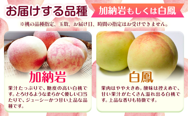 【2026年先行予約】桃 もも 岡山白桃 5～7玉 約1.5kg 加納岩もしくは白鳳 岡山県産 環山堂株式会社《2026年7月上旬-7月中旬頃出荷》【配送不可地域あり】（北海道・沖縄・離島）---124_c2263_7a7b_25_16500_30---