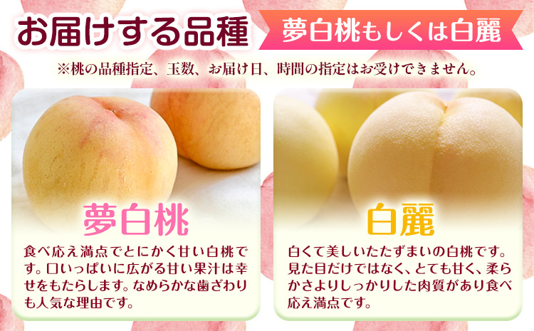 【2026年先行予約】桃 もも 岡山白桃 5～7玉 約1.5kg 夢白桃もしくは白麗 岡山県産 環山堂株式会社《2026年7月下旬-8月上旬頃出荷》【配送不可地域あり】（北海道・沖縄・離島）---124_c2264_7c8a_25_19500_30---