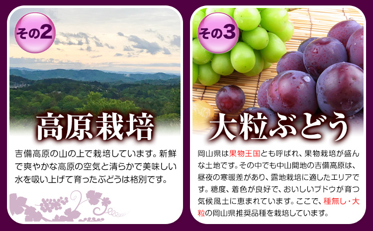 【先行予約】ぶどう ピオーネ ニューピオーネ 約2kg 3~4房 果物 スイーツ フルーツ デザート 葡萄 吉備高原の農園 幸屋 sachiya 岡山県 浅口市《9月上旬から９月中旬に発送予定(土日祝除く)》---124_2000_9a9b_25_17000_2kg---