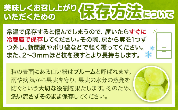 ぶどうシャインマスカット 約 600g 1房 【配送不可地域あり】（北海道・沖縄・離島） 株式会社藍《9月上旬-10月下旬頃出荷》 岡山県 浅口市 岡山県産 ぶどう フルーツ 果物 くだもの マスカット 送料無料---124_c3248_9a10c_25_16500_600g---