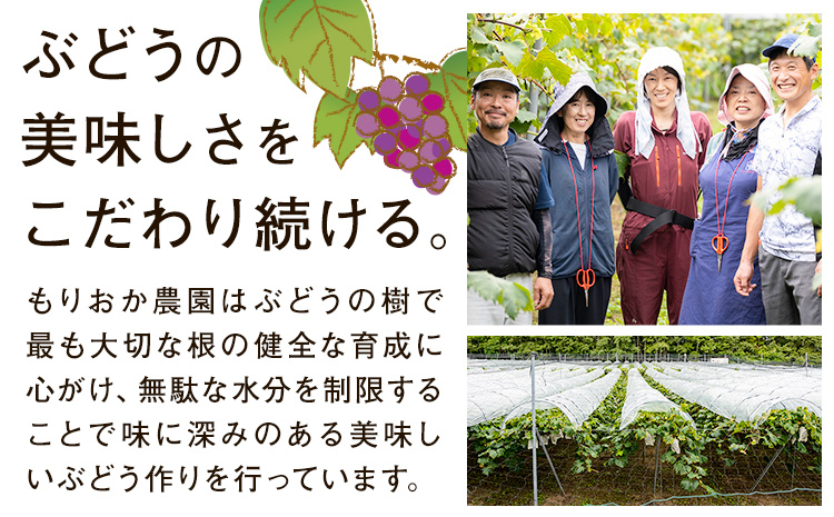 【先行予約】ぶどう ピオーネ 約1.2kg (2房) もりおか農園《9月上旬-10月上旬頃出荷》岡山県 浅口市 送料無料 ぶどう フルーツ 果物 くだもの デザート おやつ【配送不可地域あり】---124_c2118_9a10a_25_15000_1200g---