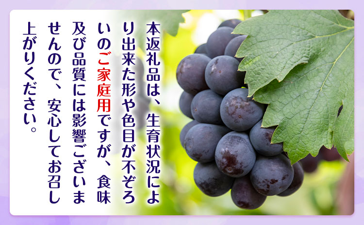 【先行予約】ぶどう ご家庭用 ピオーネ 約2kg (3房～5房) もりおか農園《9月上旬-10月上旬頃出荷》岡山県 浅口市 送料無料 ぶどう フルーツ 果物 くだもの デザート おやつ【配送不可地域あり】---124_c2117_9a10a_25_16000_2kg---