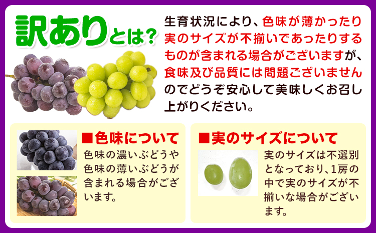 訳あり ぶどう 2種 セット 約1kg ( 2房 ) シャインマスカット ＋ ピオーネ or クイーンニーナ or オーロラブラック 株式会社日本植生グループ本社 NISSHOKU FARM《9月下旬-12月末頃出荷》ブドウ 浅口市 【配送不可地域あり】 (離島)---124_c3269_9c12m_25_13000_1kg---