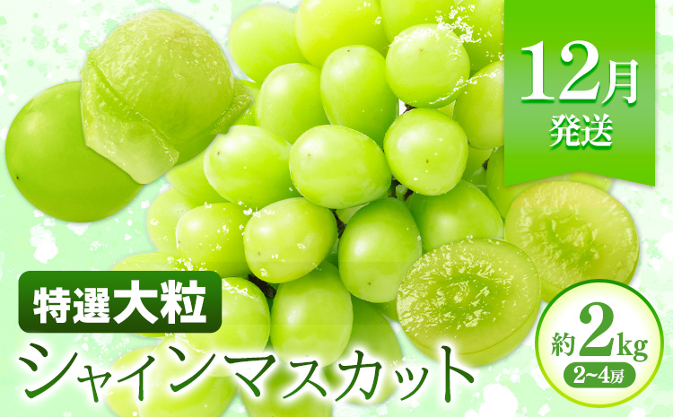 特選 大粒 ぶどう 詰め合わせ定期便 3回 3ヶ月定期便 シャインマスカット ピオーネ クイーンニーナ 株式会社日本植生グループ本社 NISSHOKU FARM《10月上旬-12月末頃出荷》ブドウ 送料無料 岡山県 浅口市 【配送不可地域あり】 (離島)---124_c3270tei_10a12m_25_80000_3i---