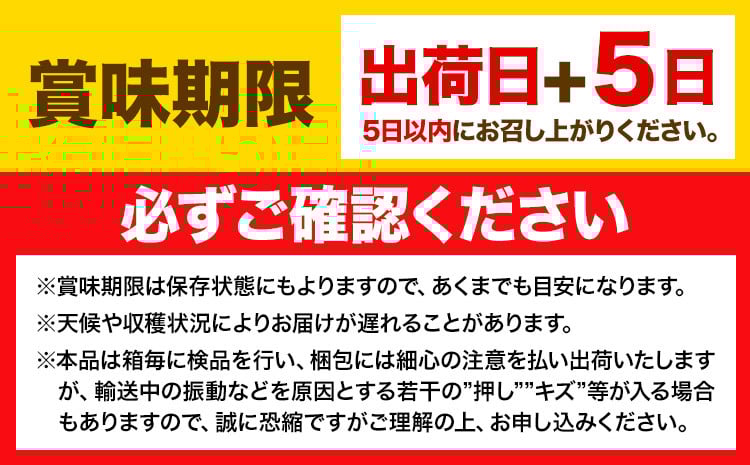 【2026年先行予約】2ヶ月 定期便 シャインマスカット 晴王 約750g《9月上旬-10月末頃出荷(土日祝除く)》【配送不可地域あり】（北海道・沖縄・離島）---124_c1955_25_37000_sep2_tei---