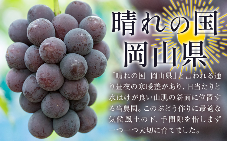 【2026年先行予約】ぶどう ニューピオーネ ご家庭用 1kg 以上 2房《2026年8月上旬-9月中旬頃出荷》株式会社fruceed ぶどう 送料無料 岡山県 浅口市 ぶどう フルーツ 果物 くだもの ピオーネ 家庭用---124_c2004_8a9b_25_10000_1kg---st-p