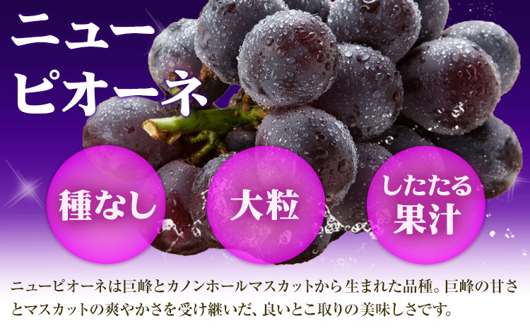 【2026年先行予約】シャインマスカット【晴王】 & ニューピオーネ 計5kg以上(各4~5房)  株式会社Myself《2026年9月上旬-10月下旬頃出荷》マスカット 送料無料 岡山県 浅口市 ぶどう フルーツ 果物 贈り物 ギフト---124_c2436_9a10c_44000_10p---