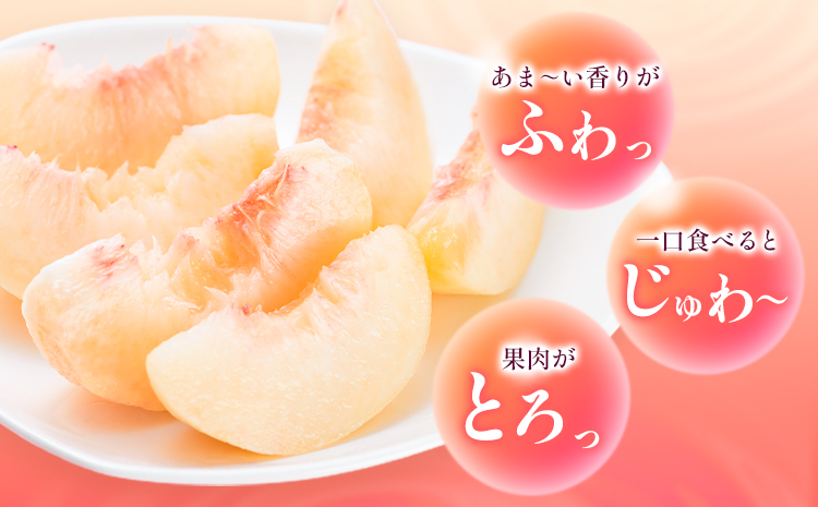【先行予約】桃 岡山白桃 1.2kg 株式会社藍《2026年7月中旬-7月末頃出荷》 岡山県 浅口市 岡山県産 もも フルーツ 果物 くだもの 白桃 送料無料---124_c1984_7b7m_25_16500_1200g---