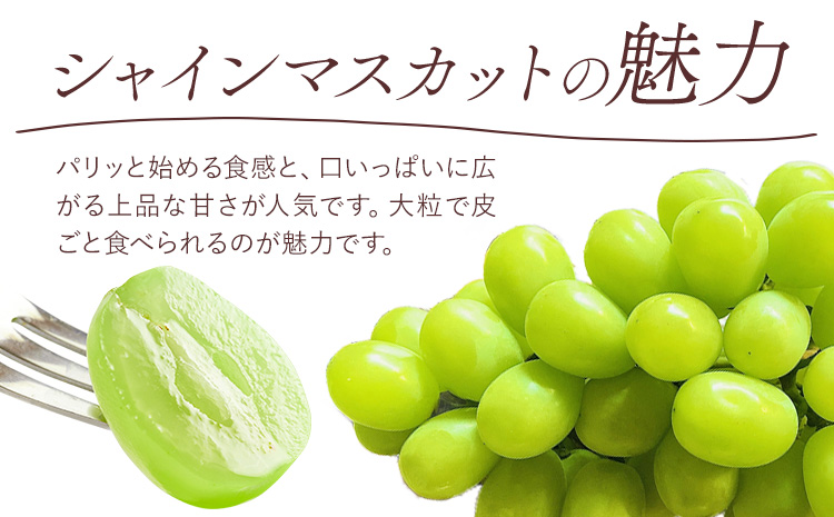 【先行予約】清水 白桃 3玉 計約900g（1玉約300g）シャインマスカット 晴王 1房 550g以上 もも 葡萄 詰合せ 岡山 国産 フルーツ 果物 ギフト 桃茂實苑《7月中旬-8月上旬頃出荷》岡山県 浅口市 フルーツ ぶどう 桃 果物 青果【配送不可地域あり】---124_c2137_7b8a_25_49000_900g---