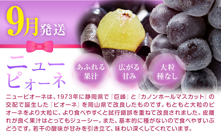 【先行予約】岡山県産 厳選 フルーツ 定期便 2回 白桃 ニューピオーネ 計2.15kg前後 株式会社藍《2026年7月上旬-9月末頃出荷》 岡山県 浅口市 岡山県産 白桃 桃 ニューピオーネ 種無し 旬 フルーツ 果物 くだもの 送料無料 【配送不可地域あり】---124_c1990_7a9m_25_27500_jul2_tei---