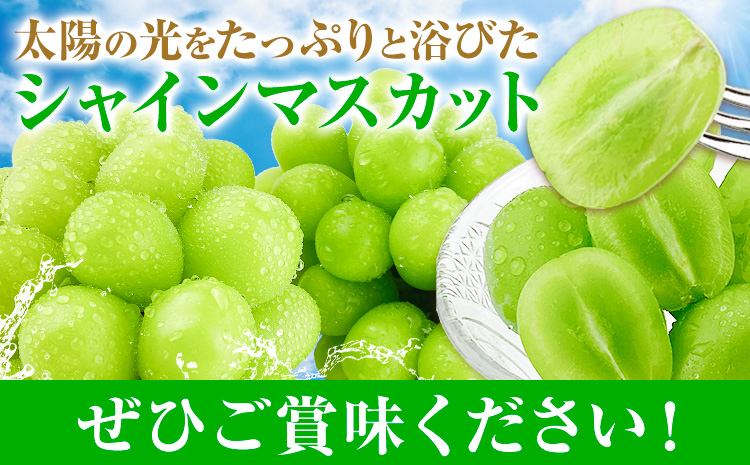 【2026年発送先行予約】シャインマスカット 晴王 2ヶ月 定期便 1.3kg(2房)×2回お届け 最高級品 シャイン マスカット《2026年9月中旬-10月中旬頃出荷予定》 晴レ乃青果(岡山中央卸売市場店(富士紙工有限会社)) 送料無料 岡山県 果物 【配送不可地域あり】---124_c2243_9b10b_90000_sep2_tei---