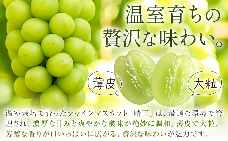 【2026年発送先行予約】シャインマスカット 温室 晴王 2房(合計約1.2kg) 1回お届け シャイン マスカット《2026年7月中旬-8月中旬頃出荷》晴レ乃青果　(岡山中央卸売市場店(富士紙工 有限会社)) 送料無料 岡山県 浅口市 フルーツ 果物 岡山県産【配送不可地域あり】---124_c2221_7b8b_45000_1200---