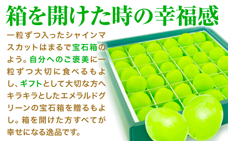 【2026年発送先行予約】シャインマスカット 晴王 20粒 シャイン マスカット《2026年9月中旬-10月中旬頃出荷予定》晴レ乃青果　(岡山中央卸売市場店(富士紙工 有限会社)) 送料無料 岡山県 浅口市 フルーツ 果物 国産 岡山県産 贈答用 【配送不可地域あり】---124_c2241_9b10b_19500_20---