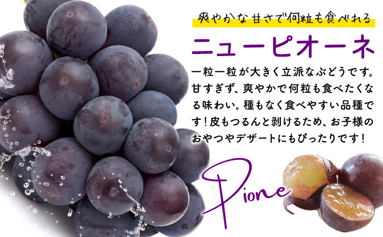 【2026年先行予約】秋の種無しぶどう詰合せ ニューピオーネ シャインマスカット 1房約600g 環山堂株式会社《2026年9月上旬-10月上旬頃出荷》---124_c2271_9a10a_25_21500_30---