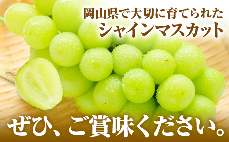 岡山県産 シャインマスカット (家庭用) 2～3房(約1.2kg)《9月中旬-11月中旬頃出荷(土日祝除く)》テレビせとうち株式会社 冷蔵 果物 ブドウ 送料無料 岡山県 浅口市 シャインマスカット---124_c2522_9b11b_25_16500_1200g---|シャインマスカットシャインマスカットシャインマスカット