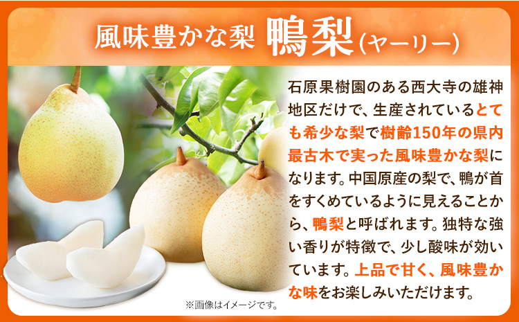 【2026年先行予約】梨 なし 鴨梨 ヤーリー 特選箱 2kg（3～6玉入り） 石原果樹園 《2026年11月中旬-12月下旬頃より発送予定》---124_3174_11b12c_25_14500_2kg---