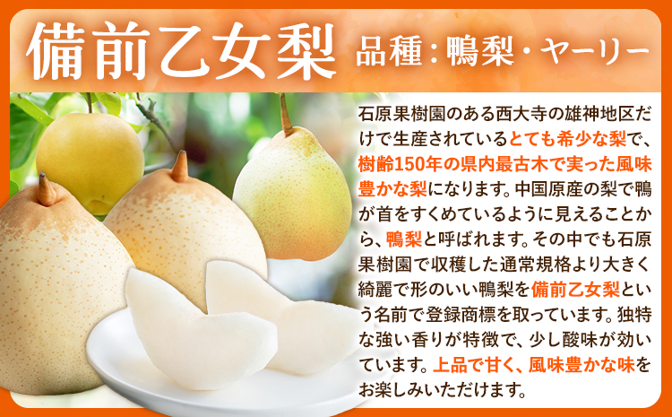 【2026年先行予約】梨 乙女梨 6～9玉 4kg  石原果樹園 《2026年11月中旬-12月下旬頃より発送予定》フルーツ 梨 鴨梨 備前乙女梨 ヤーリー---124_3191_11b12c_25_35000_4kg---