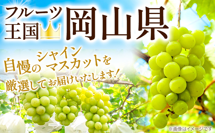 【2026年先行予約】厳選 シャインマスカット 訳あり シャインマスカット 約 1.3kg 2房《2026年 9月上旬-11月上旬頃に出荷》 マスカット ぶどう フルーツ マスカット シャインマスカット |シャインマスカットシャインマスカット シャインマスカット シャインマスカット シャインマスカットシャインマスカット シャインマスカット シャインマスカット シャインマスカット シャインマスカット  ---124_c2402_9a11a_25_13500_2p---