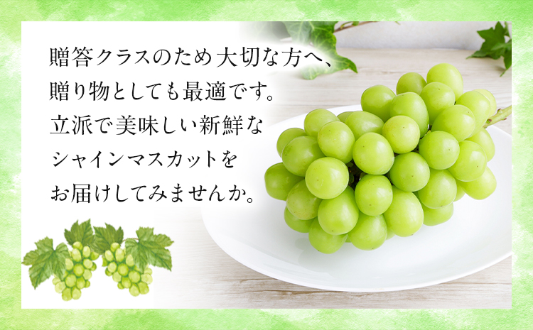 贈答クラス シャインマスカット 2房 (合計1.3kg以上) OEC KINGDOMぶどう家 《8月下旬-10月上旬頃出荷》岡山県 浅口市 ぶどう 果物 贈答用【配送不可地域あり】（離島）--124_c3255_8c10a_25_21500_2p---