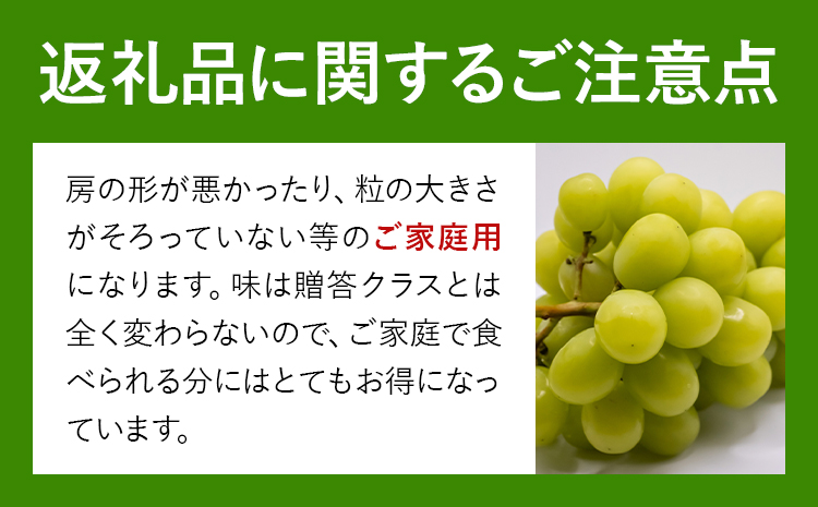 ご家庭用 シャインマスカット 3-5房 (合計2kg以上) OEC KINGDOMぶどう家《8月下旬-10月上旬頃出荷》岡山県 浅口市 ぶどう 果物 訳あり【配送不可地域あり】（離島）---124_c3257_8c10a_25_20500_2kg---