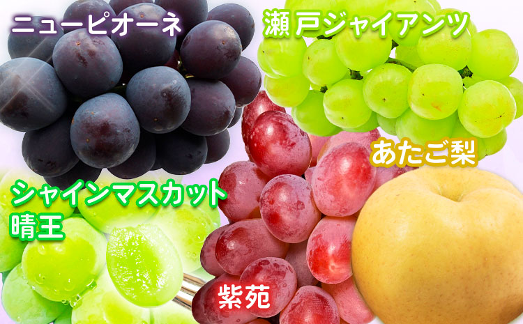 【2026年先行予約】 定期便6回コース  清水白桃 ニューピオーネ 瀬戸ジャイアンツ シャインマスカット 晴王 紫苑 梨 《2026年7月上旬から12月下旬出荷》【配送不可地域あり】（北海道・沖縄・離島）---124_c1860_7a12c_25_183000_tei---