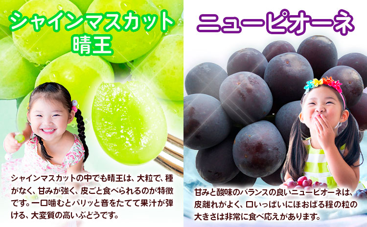 【2026年先行予約】岡山の厳選フルーツ 定期便3回コース 岡山 白桃 ニューピオーネ シャインマスカット 晴王  《2026年7月上旬から10月下旬出荷》【配送不可地域あり】（北海道・沖縄・離島）---124_c1873_7a10c_25_71500_tei---