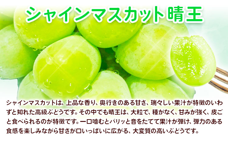 【先行予約】岡山の厳選フルーツ 定期便2回コース 岡山 白桃 シャインマスカット 晴王  フルーツ 株式会社山博 《7月上旬から8月下旬出荷》【配送不可地域あり】（北海道・沖縄・離島）---124_c1881tei_7a8c_25_54000_tei---