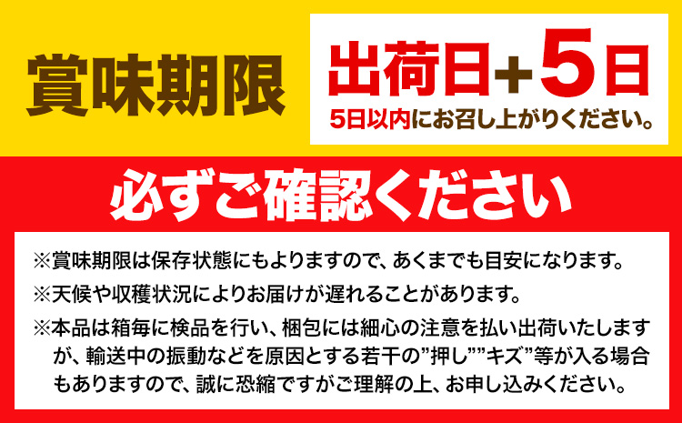 【2026年先行予約】シャインマスカット 晴王 岡山県産 定期便 2ヶ月 9月・10月発送《2026年9月中旬-10月中旬頃出荷(土日祝除く)》2房 1.1kg 晴レ乃青果　(岡山中央卸売市場店(富士紙工 有限会社))岡山県 浅口市 【配送不可地域あり】---124_c2206_9b10b_60000_sep2_tei---