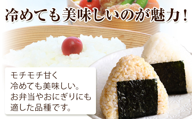 備前乙女米 玄米 5kg 石原果樹園 《30日以内に出荷予定》岡山県 浅口市 ご飯 お米 国産 岡山県産 ---124_3209_30d_25_16000_5g---
