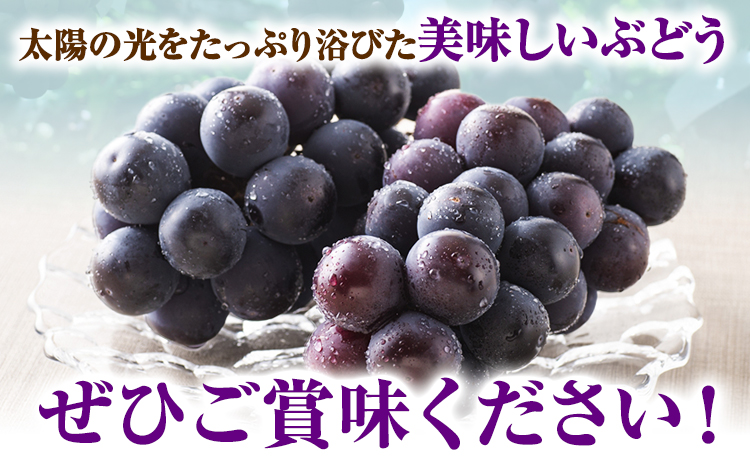 【2026年先行予約】 ぶどう 2kg ピオーネ オーロラブラック 岡山県産《2026年9月上旬-9月中旬頃出荷》ひらた農園  岡山県 浅口市 ぶどう 果物 ギフト---124_2002_9a9b_25_14500_2kg---st-p