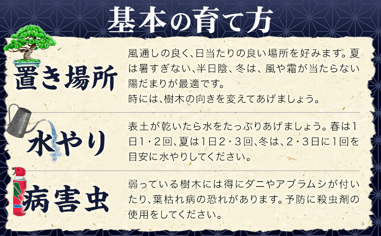 盆栽 錦松 1鉢 盆栽 古城愛朋園《90日以内に出荷予定(土日祝除く)》岡山県 浅口市 送料無料 盆栽---124_332_90d_23_17000_17---