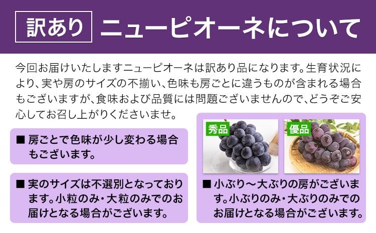 【先行予約】訳あり ニューピオーネ 約600g 1房 ブドウ 葡萄 果物 秋旬 訳あり 優品 厳選出荷 フルーツ デザート 岡山県 浅口市《8月下旬‐10月中旬頃出荷》ニューピオーネ---124_c3274_8c10b_25_8000_1p---