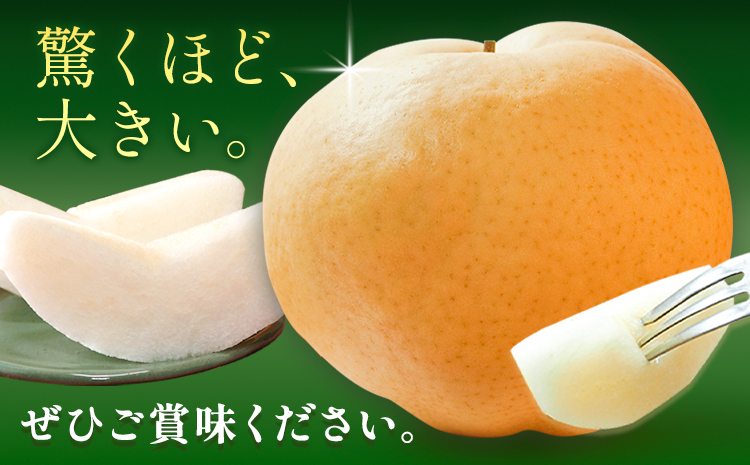 【先行予約】梨 あたご梨 1玉(約1kg) 株式会社藍《2026年11月中旬-12月上旬頃出荷》 岡山県 浅口市 岡山県産 なし フルーツ 果物 くだもの ナシ 大玉 送料無料---124_3239_11b12a_25_11500_1---