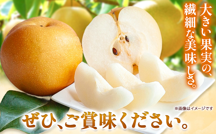 梨 あたご梨 1玉 約900g 贈答箱入り 石原果樹園《2026年11月中旬-12月下旬頃出荷》岡山県 浅口市 フルーツ 果物 ギフト 贈り物 国産 岡山県産 送料無料---124_3322_11b12c_25_10000_900g---