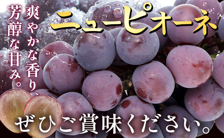 【2026年先行予約】ぶどう ニューピオーネ ご家庭用 1kg 以上 2房《2026年8月上旬-9月中旬頃出荷》株式会社fruceed ぶどう 送料無料 岡山県 浅口市 ぶどう フルーツ 果物 くだもの ピオーネ 家庭用---124_c2004_8a9b_25_10000_1kg---st-p