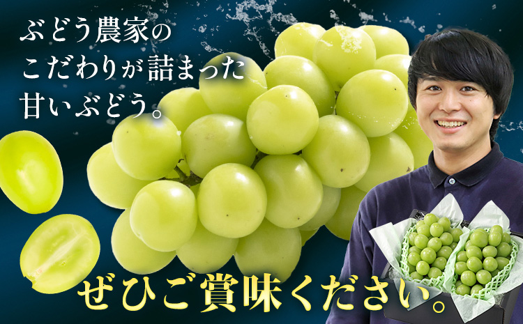 【2026年先行予約】ぶどう シャインマスカット 贈答用 農家こだわりの シャインマスカット 2房  約1kg 《9月中旬-10月下旬頃出荷(土日祝除く)》 Nini farm マスカット 送料無料 岡山県 浅口市 フルーツ 果物 贈り物 国産 岡山県産 くだもの 果物 青果物---124_c2255_9b10c_25_16500_1kg---