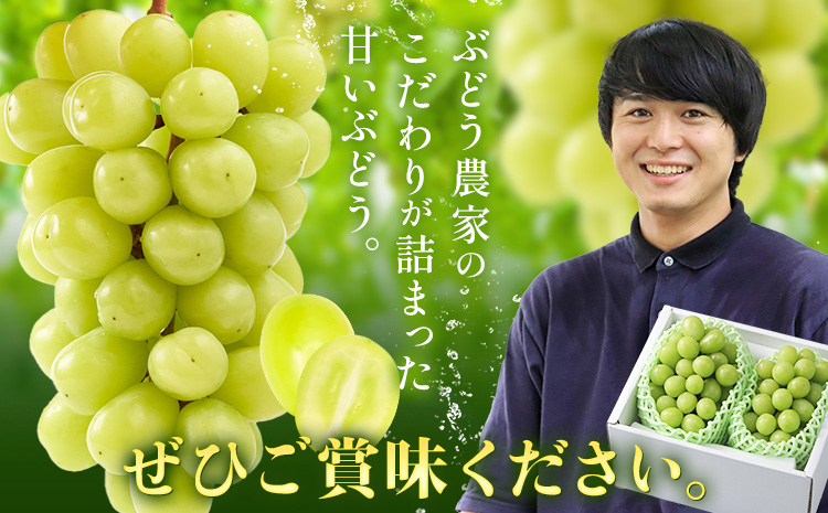 【2026年先行予約】ぶどう シャインマスカット ご家庭用 農家こだわりの シャインマスカット 3～5房  約2kg 《9月中旬-10月下旬頃出荷(土日祝除く)》 Nini farm マスカット 送料無料 岡山県 浅口市 フルーツ 果物 贈り物 国産 岡山県産 くだもの 果物 青果物---124_c2257_9b10c_25_20500_2kg---