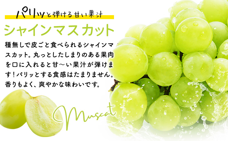 【2026年先行予約】秋の種無しぶどう詰合せ ニューピオーネ シャインマスカット 1房約600g 環山堂株式会社《2026年9月上旬-10月上旬頃出荷》---124_c2271_9a10a_25_21500_30---