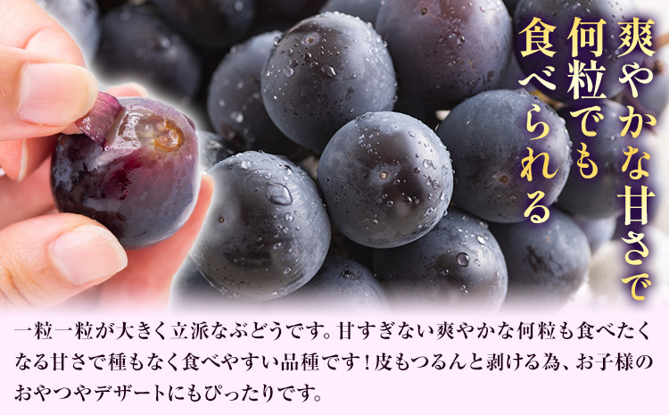 【2026年先行予約】秋の ニューピオーネ 1房 約600g 環山堂株式会社《2026年8月下旬-9月下旬頃出荷》ぶどう  ピオーネ フルーツ 果物 ---124_c2267_8c9c_25_12000_30---