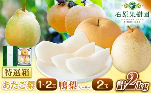 【2026年先行予約】梨 詰め合わせ 計2kg あたご1～2玉・鴨梨2玉《2026年11月中旬-12月下旬頃より発送予定》なし 梨 あたご梨 梨 鴨梨 特選箱 石原果樹園 梨 果物 梨 フルーツ 梨---124_3181_11b12c_25_15500_2kg---