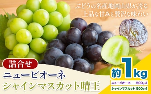 【先行予約】 岡山県産 シャインマスカット「晴王」とニューピオーネ 計 1kg 株式会社はちや《8月下旬‐9月下旬頃頃出荷》岡山県 浅口市 ぶどう 葡萄 フルーツ ギフト 果物 デザート 国産【配送不可地域あり】---124_c2087_8c9c_25_20000_1kg---