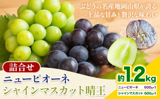 【先行予約】 岡山県産 シャインマスカット「晴王」とニューピオーネ 計 1.2kg 株式会社はちや《8月下旬‐9月下旬頃頃出荷》岡山県 浅口市 ぶどう 葡萄 フルーツ ギフト 果物 デザート 国産【配送不可地域あり】---124_c2088_8c9c_25_21500_1200g---