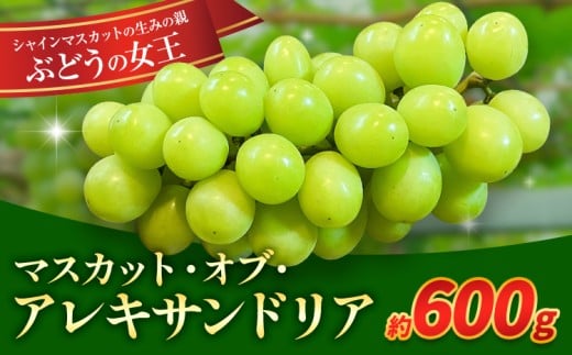 【先行予約】岡山県産 ぶどう マスカット・オブ・アレキサンドリア 600g 株式会社 はちや《8月下旬-9月下旬頃出荷》岡山 国産 葡萄 フルーツ 果物 岡山県 浅口市 フルーツ 果物 マスカット オブ アレキサンドリア【配送不可地域あり】---124_c2101_8c9c_25_13000_600g---
