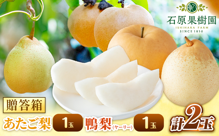 【先行予約】梨 なし 梨 旬 あたご梨 1玉 鴨梨 1玉 計2玉 贈答箱 石原果樹園 《2026年11月中旬-12月下旬頃出荷》岡山県 浅口市 果物 フルーツ 梨 詰め合わせ 贈答用---124_3180_11b12c_25_12500_2tm---